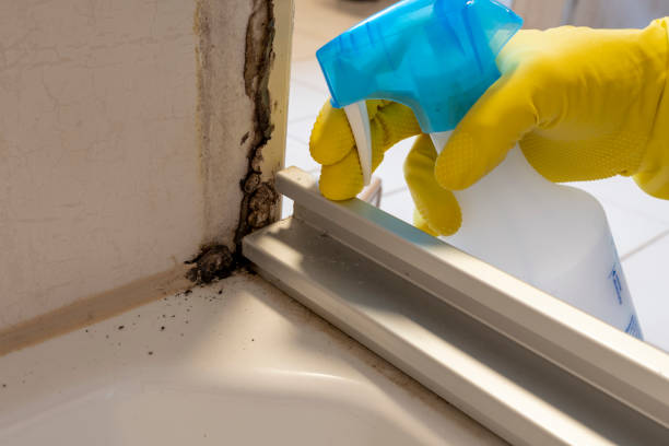 Best Attic Mold Remediation in Holts Summit, MO