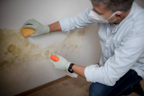 Best Basement Mold Remediation in Holts Summit, MO