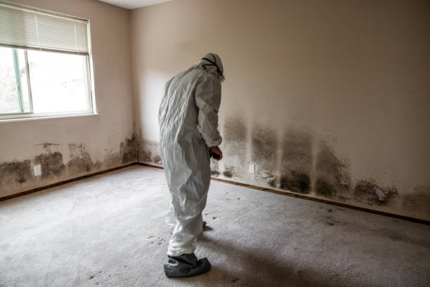 Best White Mold Remediation in Holts Summit, MO