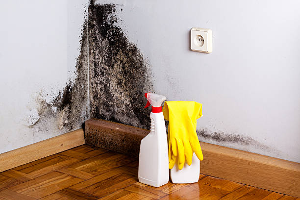 Best Residential Mold Remediation in Holts Summit, MO
